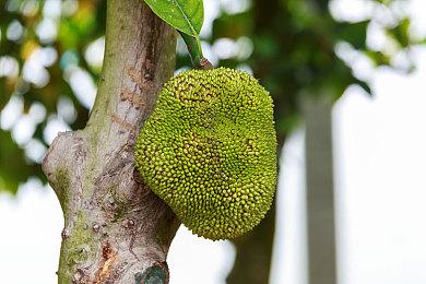 美少女动作游戏《武士少女》正式登陆PS和Switch 售价468港币